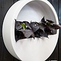 Pottery Pots plantenbak Wally (hanging) M Matte White (øxh) 50x10 cm. ~