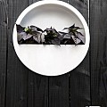 Pottery Pots plantenbak Wally (hanging) M Matte White (øxh) 50x10 cm. ~