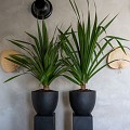 Pottery Pots plantenbak Jesslyn S Black (øxh) 50x44 cm. ~