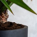 Pottery Pots plantenbak Jesslyn S Black (øxh) 50x44 cm. ~