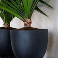 Pottery Pots plantenbak Jesslyn S Black hoogte: 44 diameter: 50~