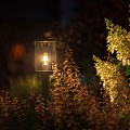 LightPro - Eros Hi - LED 3,5W - 12V ~