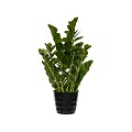 Pottery Pots kunstplantZamioculcas M Green ~