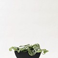 Pottery Pots plantenbak Mini Dorant Wally L Black (lxbxh) 43x17x17 cm. ~