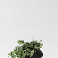 Pottery Pots plantenbak Mini Tara Wally XS Black (lxbxh) 17x30x12 cm. ~