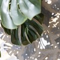 Pottery Pots kunstgras Monstera L Green ~