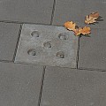 Boomtegel 30x30x6 met facet met gaten (stoeptegel) ~