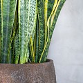 Pottery Pots plantenbak Claire XS Imperial Brown (øxh) 40x33 cm. ~