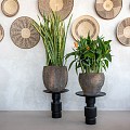 Pottery Pots plantenbak Gillard S Imperial Brown (øxh) 45x45 cm. ~