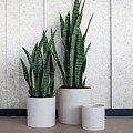 Pottery Pots kunstplant Sansevieria M Green ~