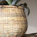 Antonio S, Bamboo ~