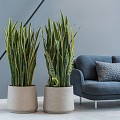 Pottery Pots plantenbak Patt L Grey Washed hoogte: 165 diameter: 20~