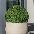 Pottery Pots plantenbak Orb M Grey Washed ø48x43 cm ~