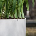 Pottery Pots plantenbak Ben L Matte White (øxh) 40x55 cm. ~