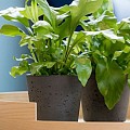 Pottery Pots plantenbak Bucket S Volcano Black (øxh) 50x40 cm. ~