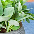 Pottery Pots plantenbak Eileen XL Ridged Cement hoogte: 14 diameter: 36~