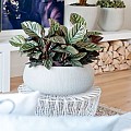 Pottery Pots plantenbak Eileen XL Ridged Cement hoogte: 14 diameter: 36~