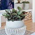 Pottery Pots plantenbak Eileen XL Ridged Cement hoogte: 14 diameter: 36~