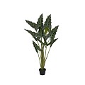 Alocasia Taro