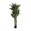 Banana Tree