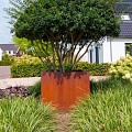 CorTen bloembak zuil (LxBxH) 50x50x80 cm. (2 mm.) ~