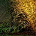 GardenLights Focus Smart (Zigbee) ~