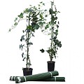 Plantstok ø 20 mm x 240 cm ~
