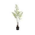 Fern