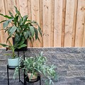 Rockwall Stone Grey 32x13x11 cm. ~