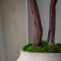 Pottery Pots plantenbak Toma L Wabi Beige (øxh) 63x91 cm. ~