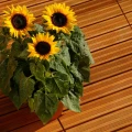 Angelyn FSC tuintegel 6/3L 12mm 24x500x500mm semi-ribbel bc ~