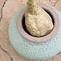 Pottery Pots plantenbak Zeus S Rustic Green (øxh) 37x32 cm. ~