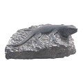 Lizzard on rock (uitlopend 2026) OP=OP ~