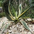 Yellow Sun brokjes 6-9 cm. in gaas - KG prijs ~