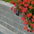 Cliffstone Walling Block Labrador 50x20x15 cm. 2-zijdig ~