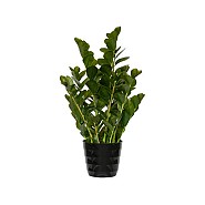 Pottery Pots kunstplantZamioculcas M Green ~