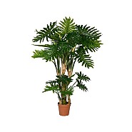 Pottery Pots Philodendron L Green ~