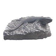 Lizzard on rock (uitlopend 2026) OP=OP ~