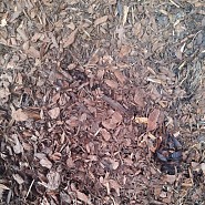 Boomschors Nederlandse grove den