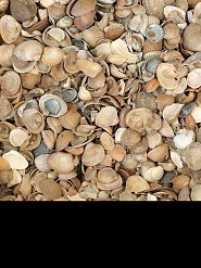 Noordzee schelpen - 0,7 m³ BigBag á ca. 550 kg. ~