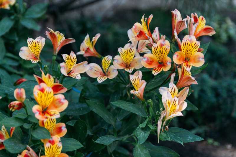 L’Ortye Tuin-Deco-Bouw