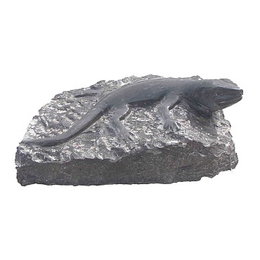Lizzard on rock (uitlopend 2026) OP=OP ~