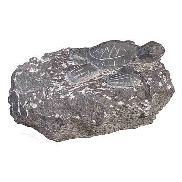 Turtle on rock (uitlopend 2026) OP=OP ~