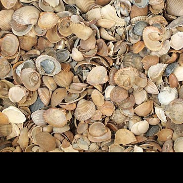 Noordzee schelpen - 0,7 m³ BigBag á ca. 550 kg. ~