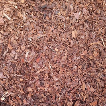 Boomschors Franse zeeden