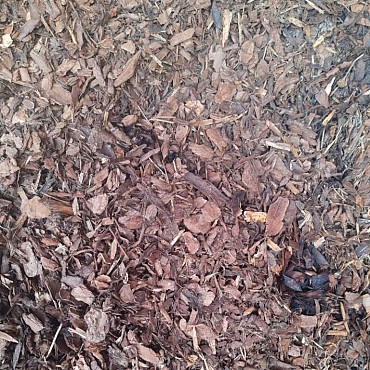 Boomschors Nederlandse grove den