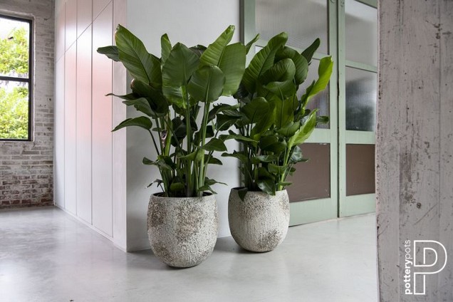 Pottery Pots plantenbak Gillard S Imperial White ø45x45 cm ~