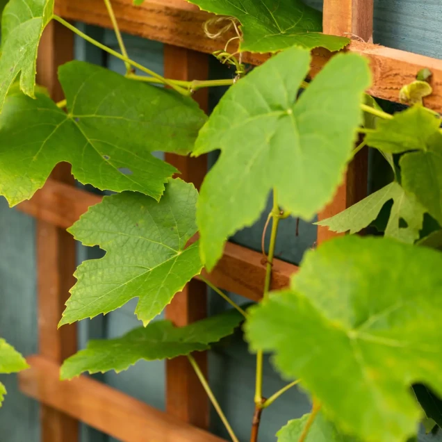 Hardhout FSC trellis recht 550x1800mm RVS bc ~