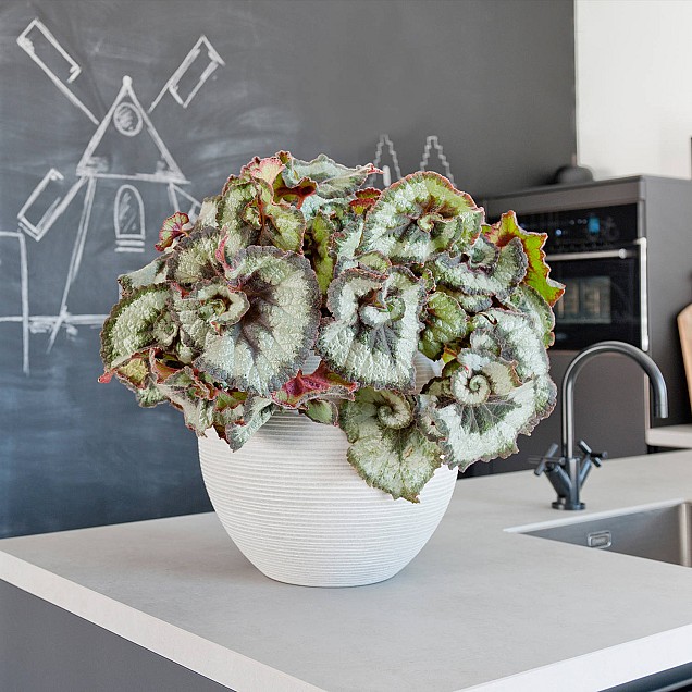 Pottery Pots plantenbak Abby S Horizontal Ridged Cement hoogte: 20 diameter: 23~