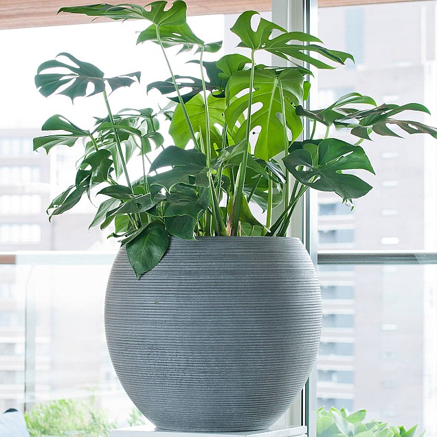 Pottery Pots plantenbak Abby S Horizontal Ridged Grey hoogte: 20 diameter: 23~